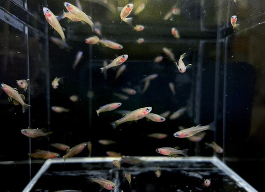 Red Neon Blue Eye Rainbow Fish