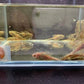 Longfin Bushy Nose Pleco 2"