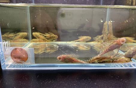 Longfin Bushy Nose Pleco 2"