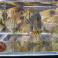 Zebra Angelfish