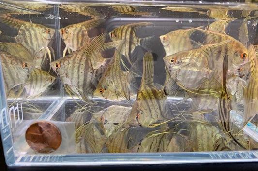 Zebra Angelfish