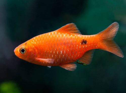 Rosy Barb