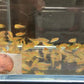 Glolight Danio