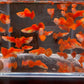 Flamingo Guppy Males