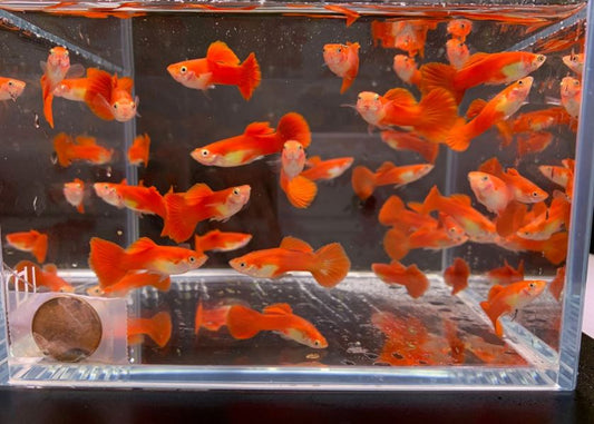 Flamingo Guppy Males