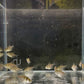 Black Skirt Tetra