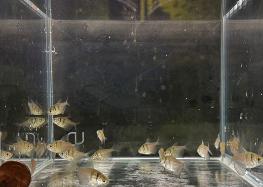 Black Skirt Tetra