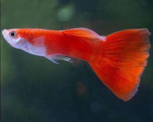 Flamingo Guppy Males