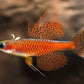 Red Neon Blue Eye Rainbow Fish