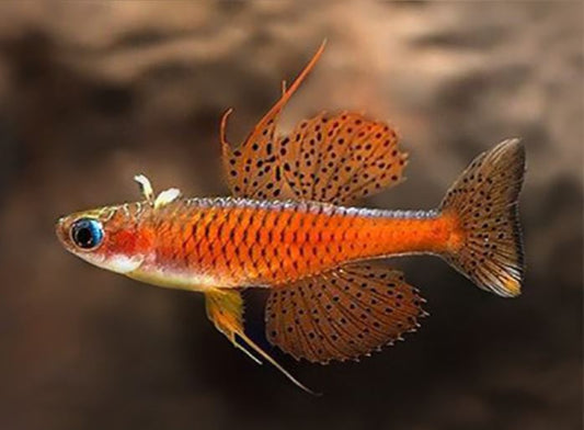 Red Neon Blue Eye Rainbow Fish