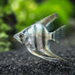 Zebra Angelfish