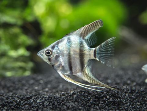 Zebra Angelfish