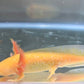 Assorted Hybrid Albino & Gold Axolotl