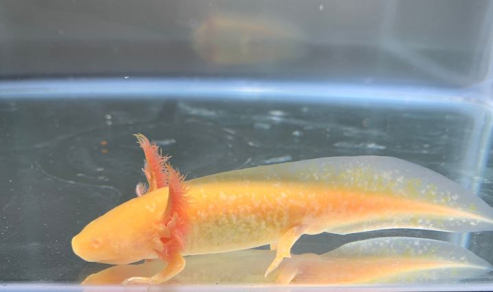 Assorted Hybrid Albino & Gold Axolotl