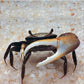 Fiddler Crab