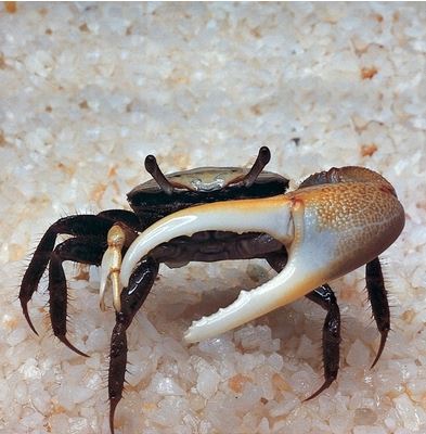 Fiddler Crab