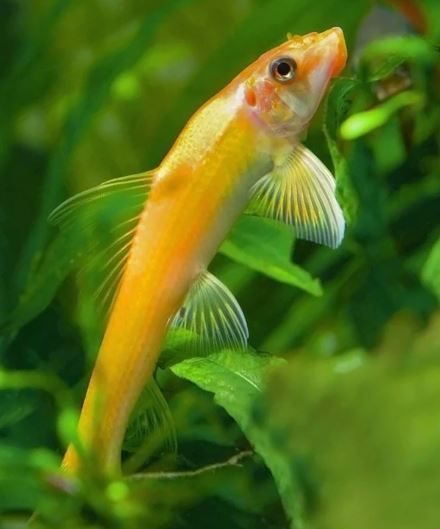 Gold Chinese Algae Eater
