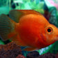 Persimmon Parrot (Grade A)