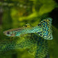 Green Cobra Guppy Males