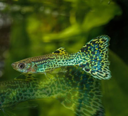 Green Cobra Guppy Males