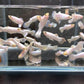 Snow White Guppy Males