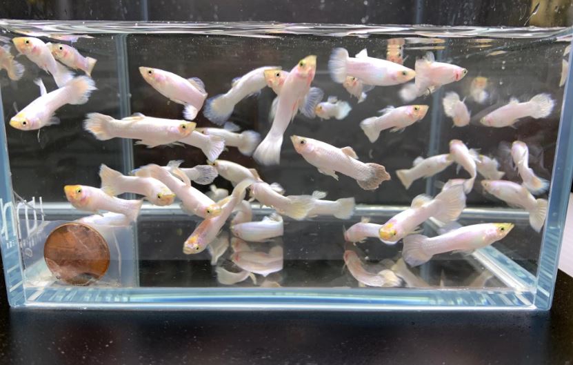 Snow White Guppy Males
