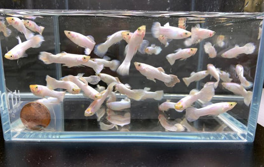 Snow White Guppy Males