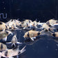 Panda Cory (Size Medium/Large)