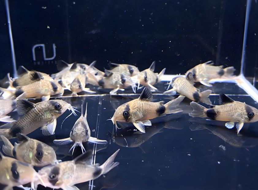 Panda Cory (Size Medium/Large)