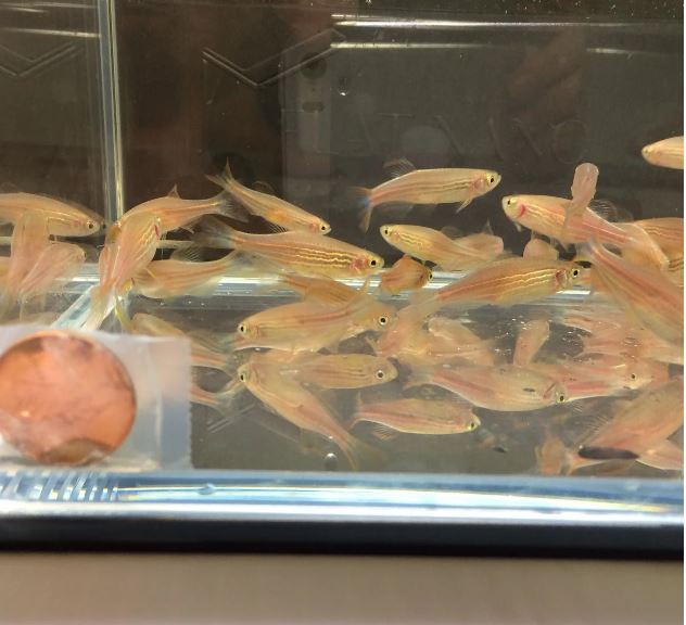 Kyathit Danio