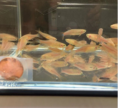 Kyathit Danio