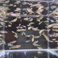 Forktail Rainbow