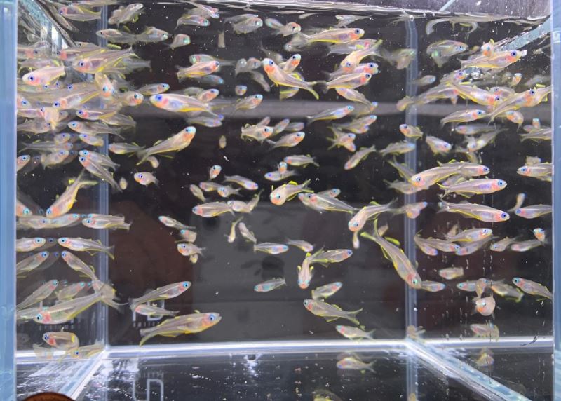 Forktail Rainbow