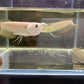 Silver Arowana