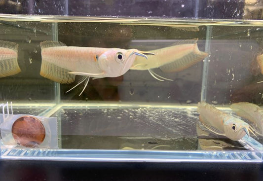 Silver Arowana