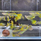 Green Cobra Guppy Males