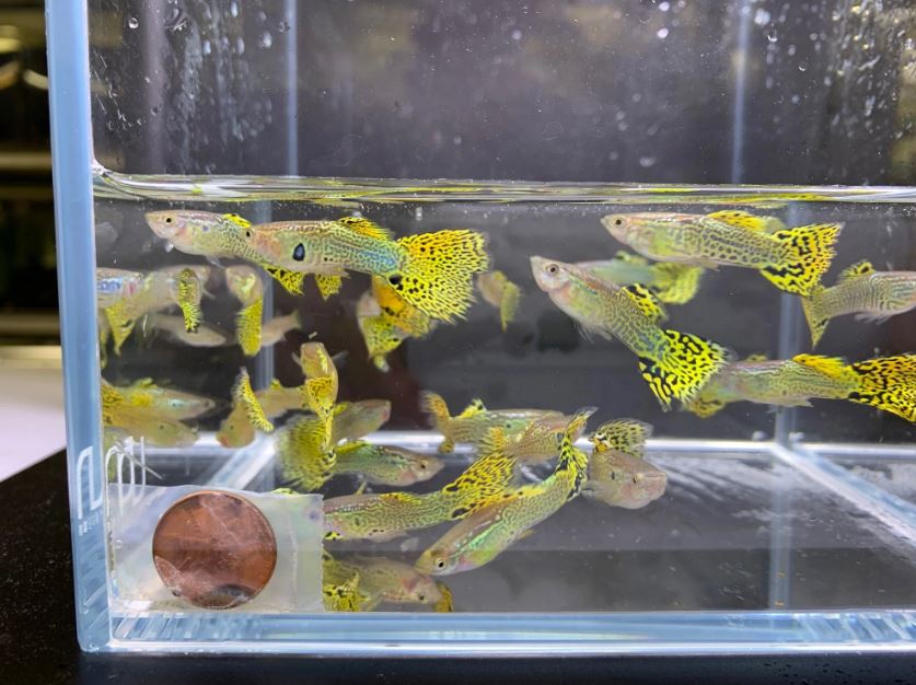 Green Cobra Guppy Males