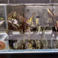 Marble Angelfish