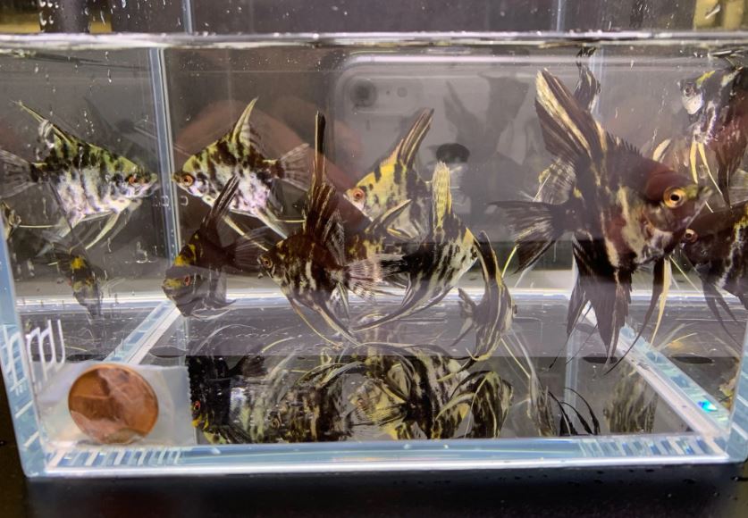 Marble Angelfish