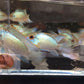Electric Blue Acara