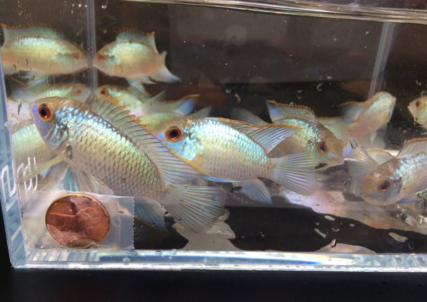 Electric Blue Acara