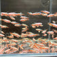 Albino Cardinal Tetra