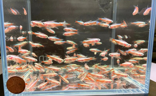 Albino Cardinal Tetra