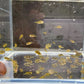 Pea Puffer