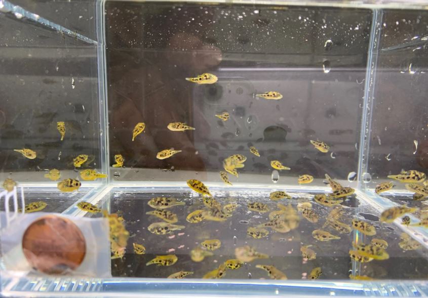 Pea Puffer