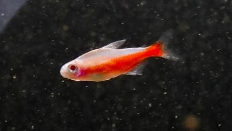 Albino Cardinal Tetra