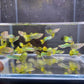 Green Cobra Guppy Males