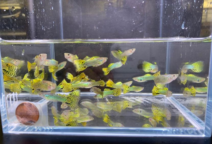 Green Cobra Guppy Males