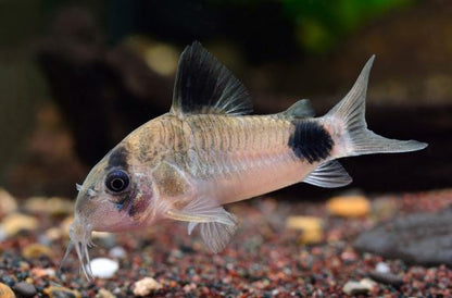Panda Cory (Size Medium/Large)