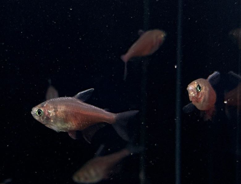 Flame Tetra